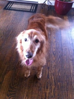 In honor of "Milo" adopted in 2004. Keith W.