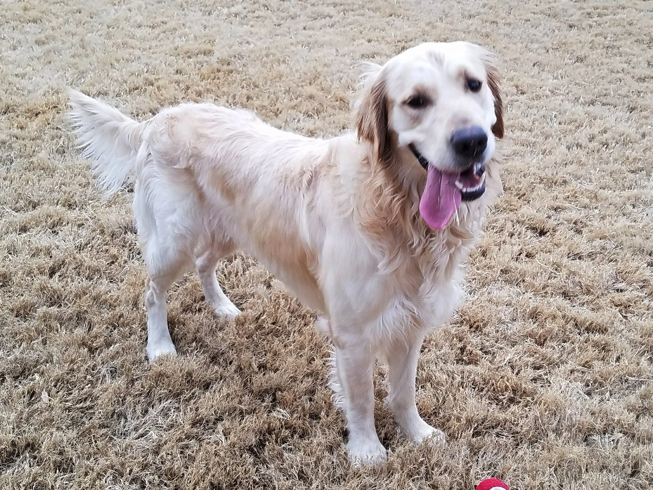 sooner golden rescue