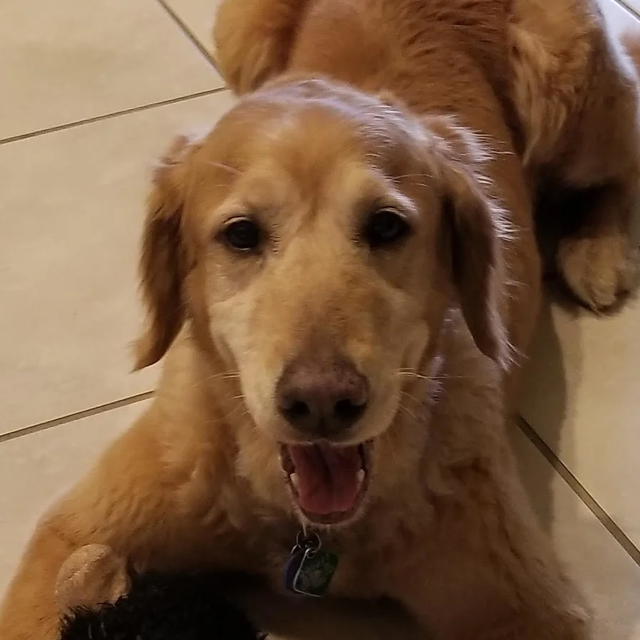 GINGER - 13-131 | F | 10 YRS