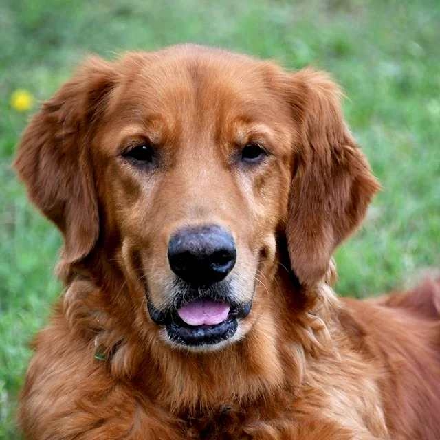 ROCKY - 19-025 | M | 9 YEARS