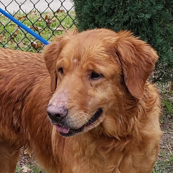 Permanent Fosters Golden Retriever Rescue Of North Texas
