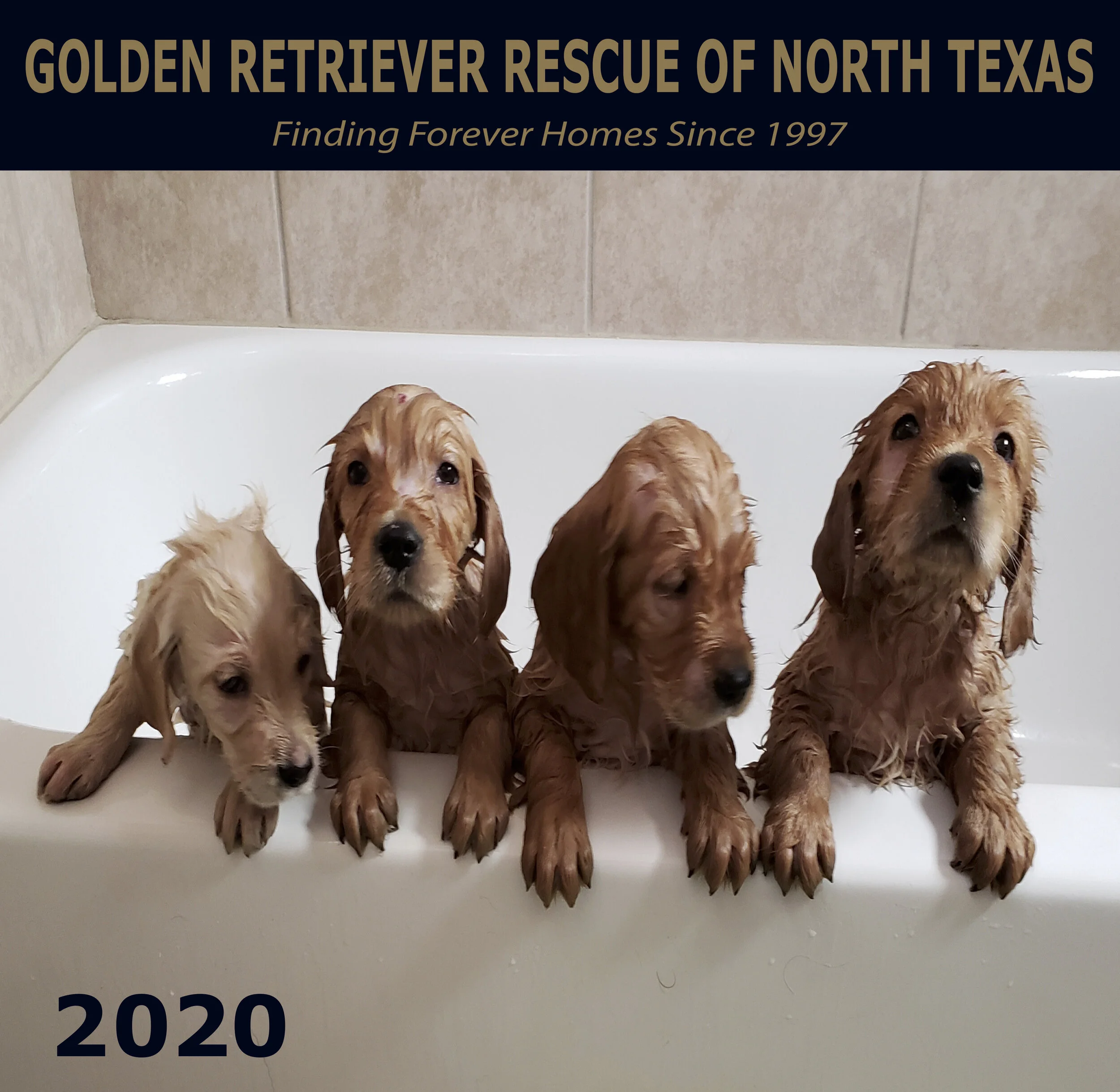 golden retriever gear