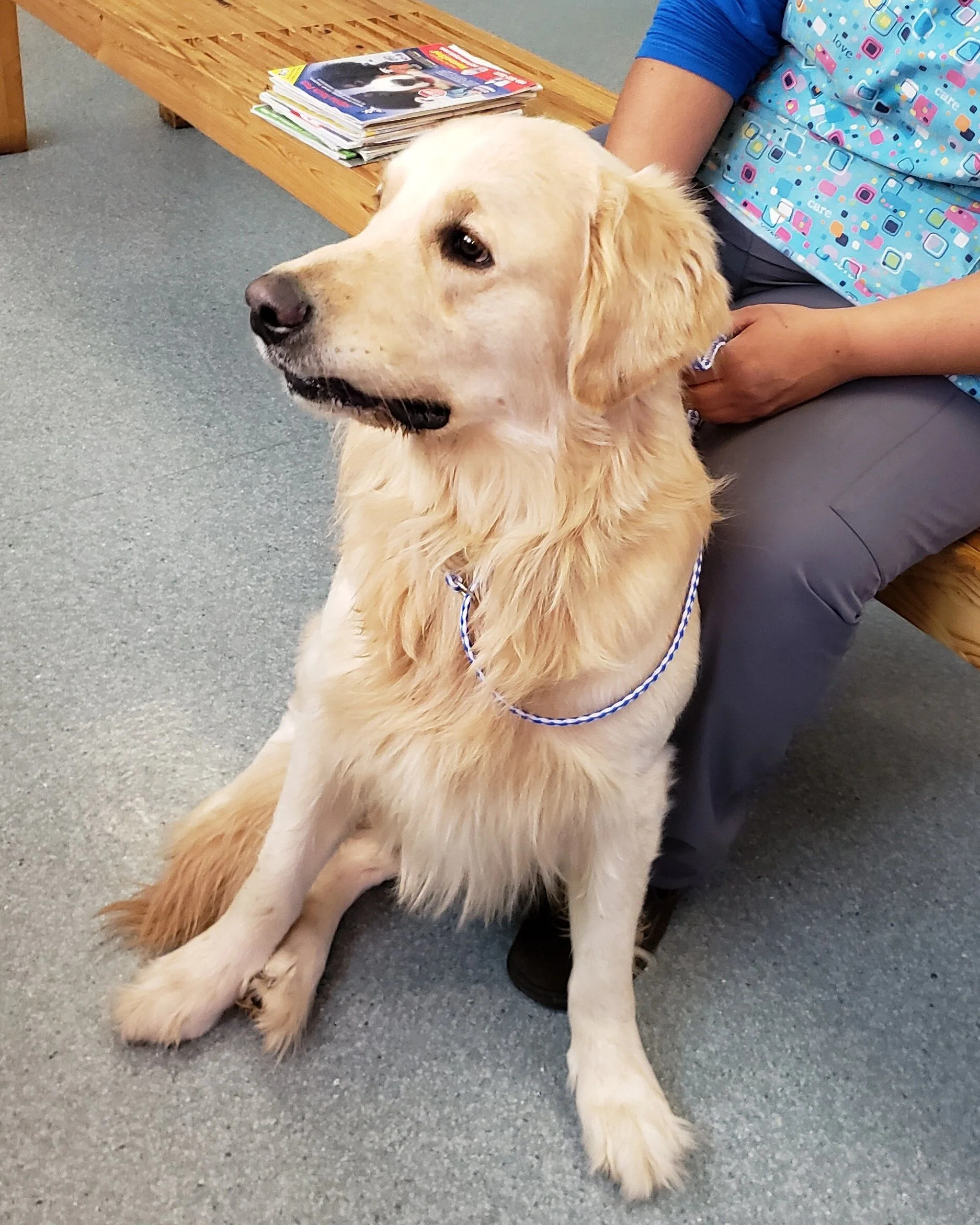 what kind of golden retriever is tucker