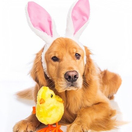 Our annual Easter Egg Hunt is set for April 5, 2020 from 1-3 @ NorthBark Dog Park, Dallas! 
More info at goldenretrievers.org/events

#eggstravaganza #eggciting #grrnt #rescuedogpeeps