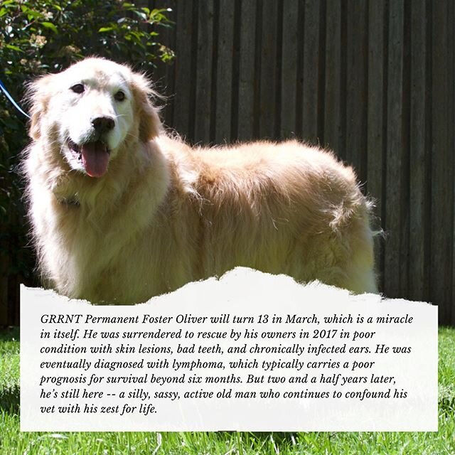 Give a home to Goldens too old or sick to be adopted by donating during February @ goldenretrievers.org/heart-for-goldens.

#grrnt #oldgoldisthebestgold #seniordogsassy #permanentfosterlife