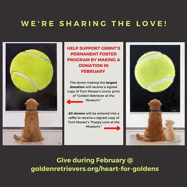 We&rsquo;re sharing the love! Support our Permanent Foster program @ goldenretrievers.org/heart-for-goldens .
.
.
.
.
#grrntx #sharethelove #sharingiscaring #oldgoldisthebestgold #grrntpermanentfosters