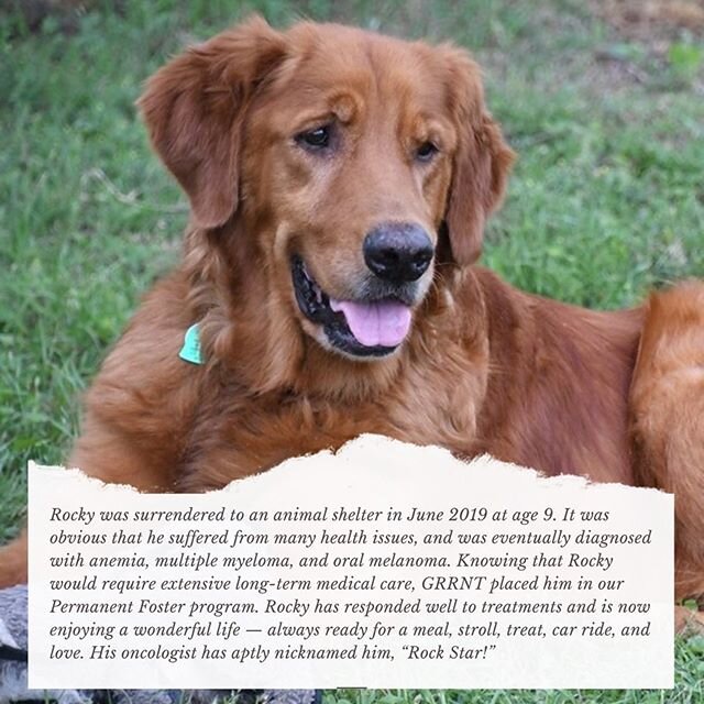 GRRNT Permanent Foster Rocky is currently fighting two types of cancer and holding his own! Please help him continue the fight by making a donation during February @ goldenretrievers.org/heart-for-goldens ❤️
.
.
.
.
#grrnt #gorockygo #aloverandafight