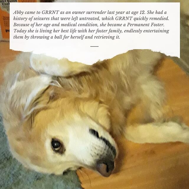 Please help us continue to care for Permanent Fosters like Abby by donating during February @ goldenretrievers.org/heart-for-goldens 💛
.
.
.
.
#grrntx #goldenretriever #oldgoldisthebestgold