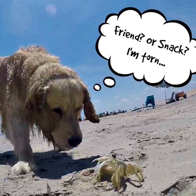 It's Takeout Tuesday today at Half Shells Oyster Bar &amp; Grill in Snider Plaza to help benefit GRRNT Goldens! Half Shells is donating 10% of the entire day's sales today -- Tuesday, June 2 -- to GRRNT!

Just place a takeout order from 11 a.m. to 7 