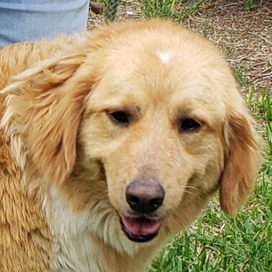 Available Golden Retriever Rescue Of North Texas
