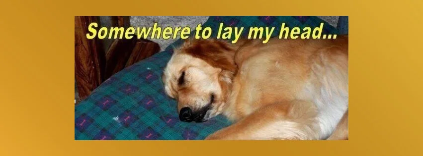 Apply to Foster for GRRNT @ goldenretrievers.org/foster