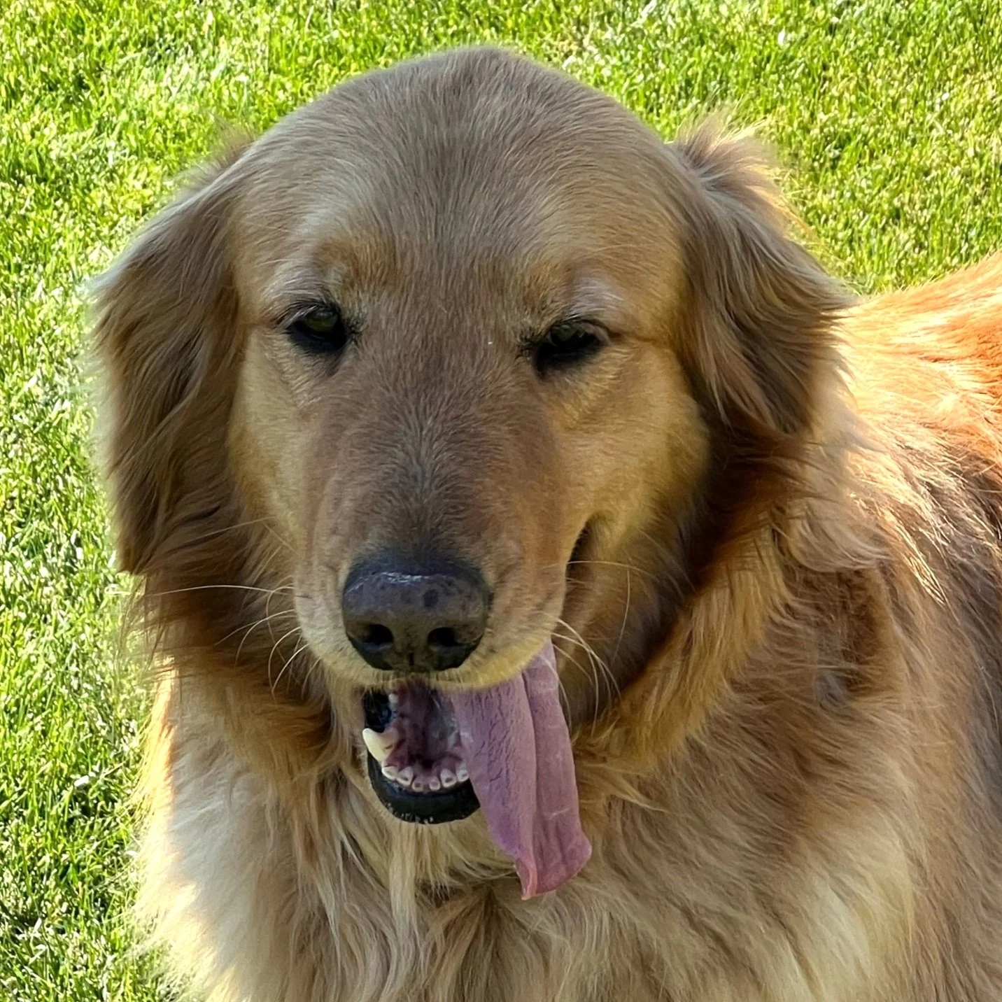 DOLLY - 22-107 |  F | 7 YEARS