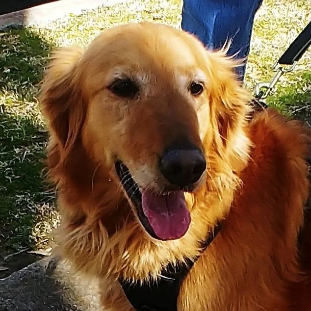 FRANCIE - 22-106 |  F | 7 YEARS