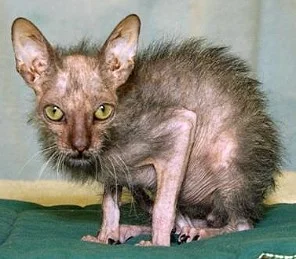 Ethel's Cat Soxy. 25 years old, healthy and strong.