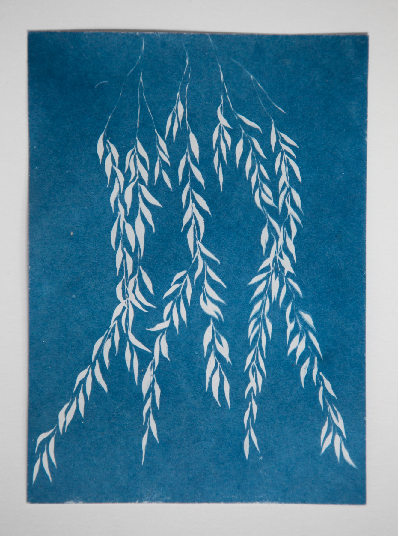 Willow Miniature - Paper