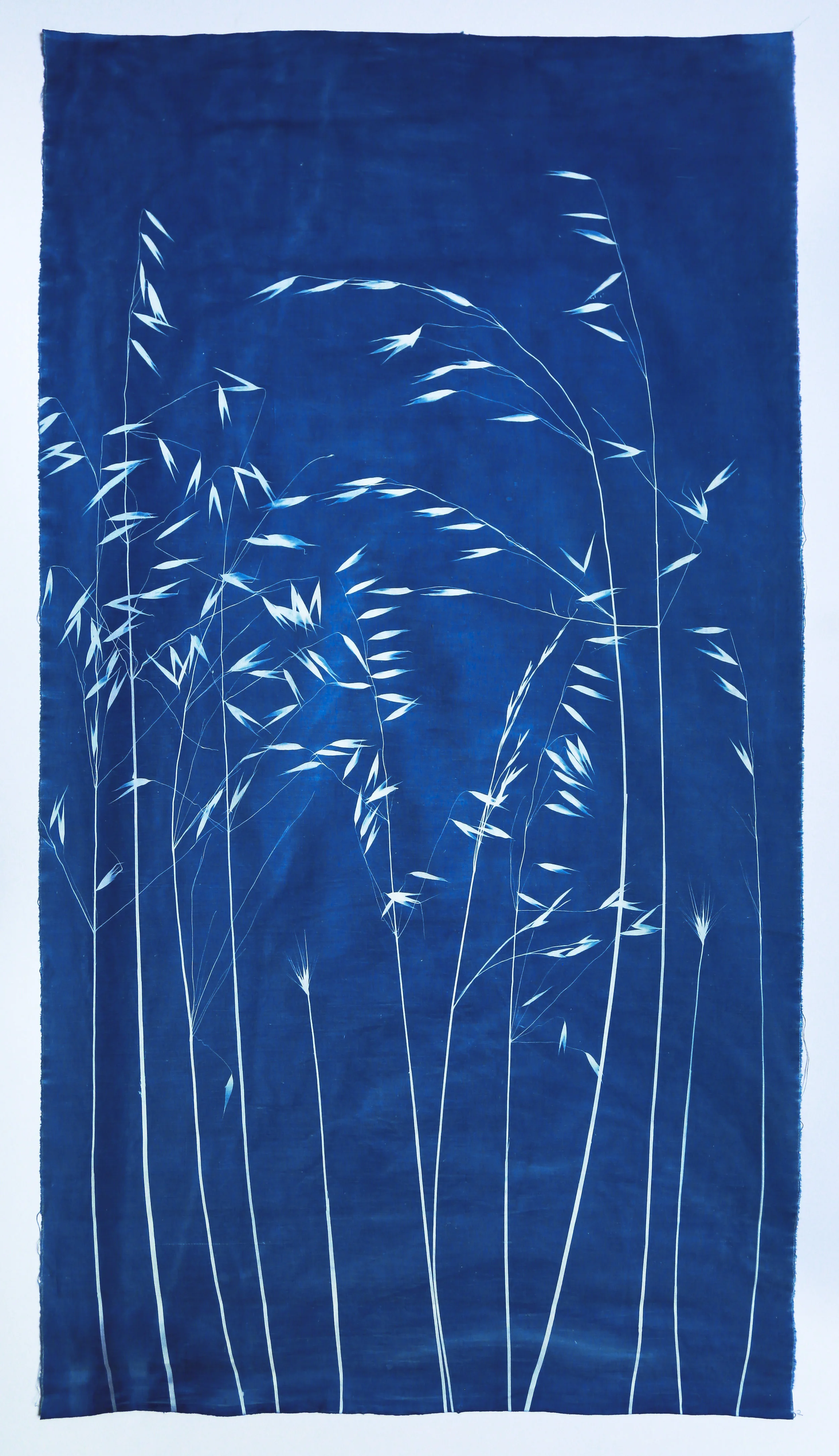 Avoine sauvage II