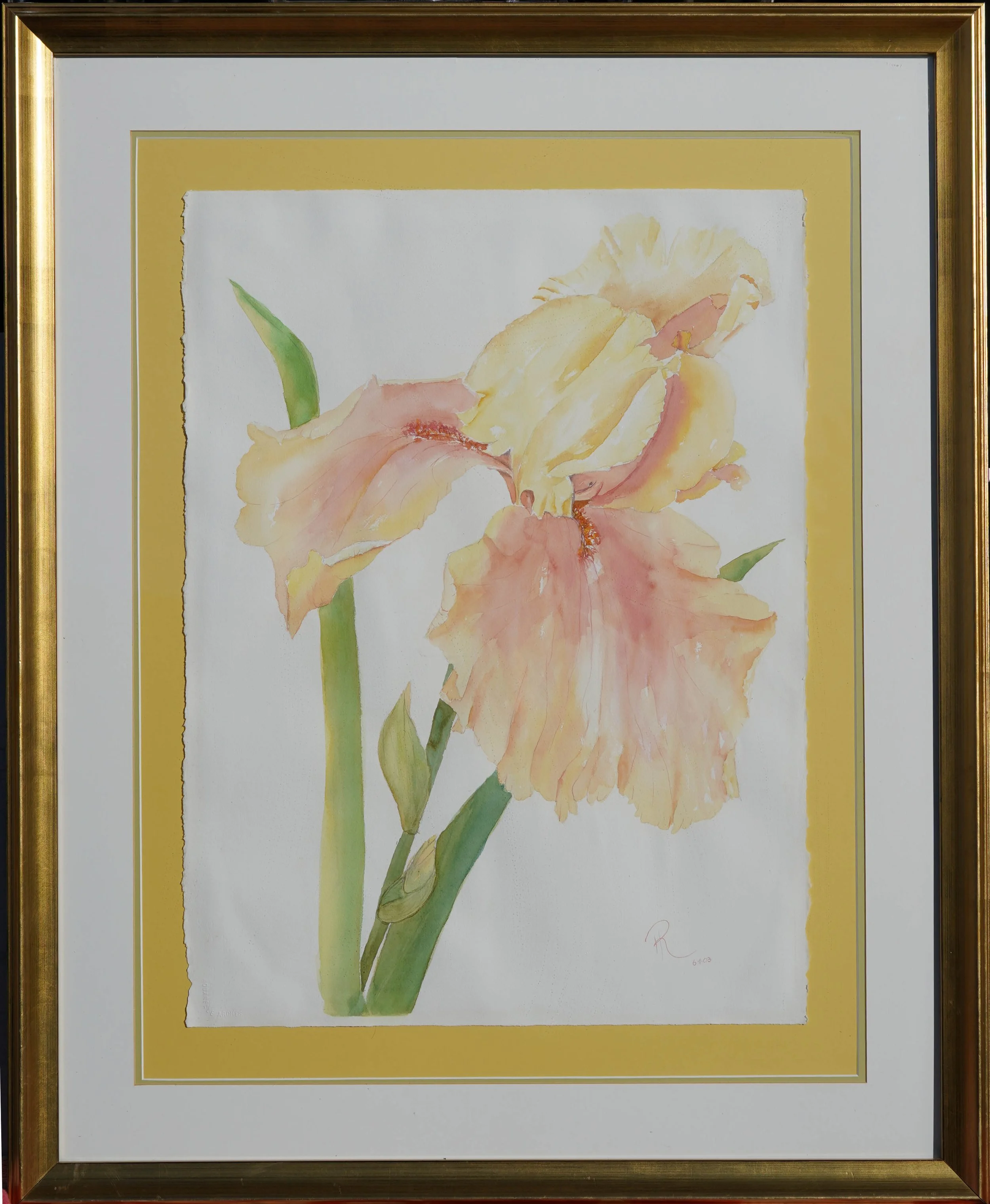 Iris Sunlight Blush .jpg