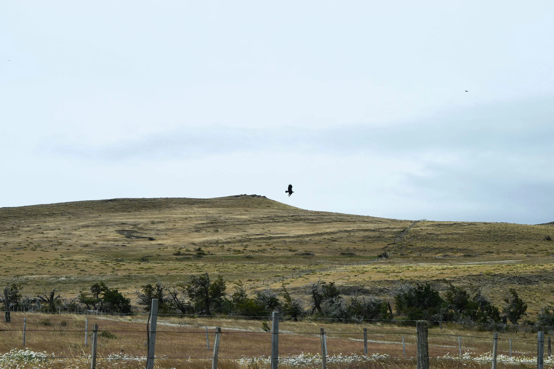 Condors scan the ground for a carcass