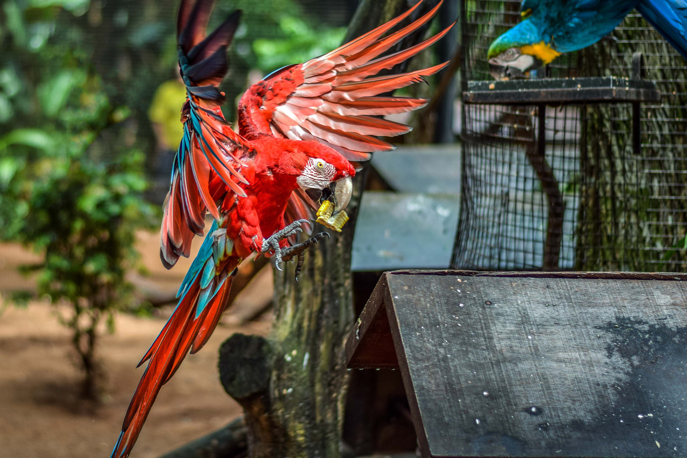 IguazuBirdPark-8.jpg