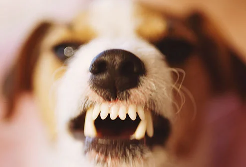 angry dog, anger, will bratt counselling
