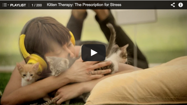 self-care, kitten therapy, will bratt counselling