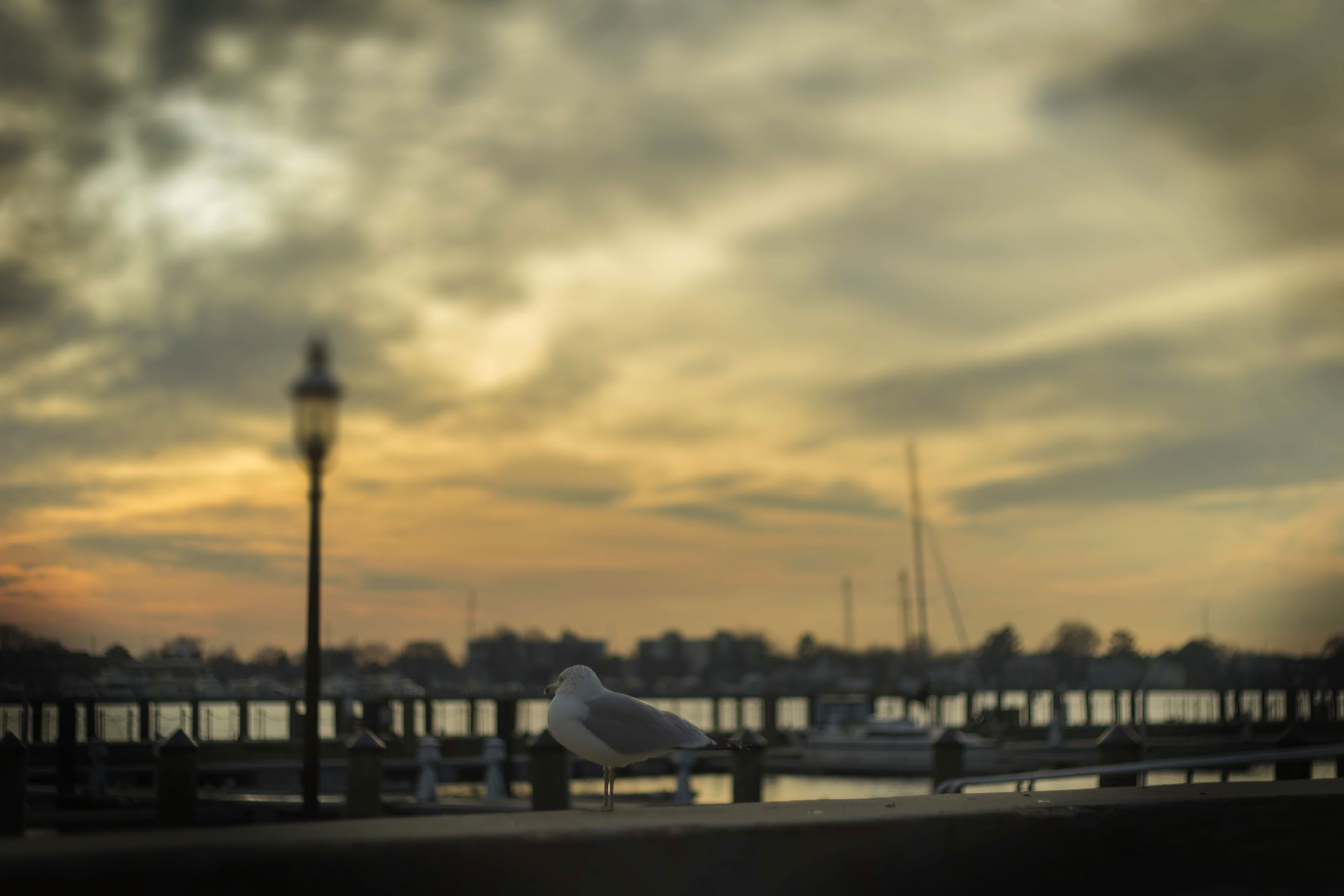 2.7.14 - Martin's Marina-1.jpg