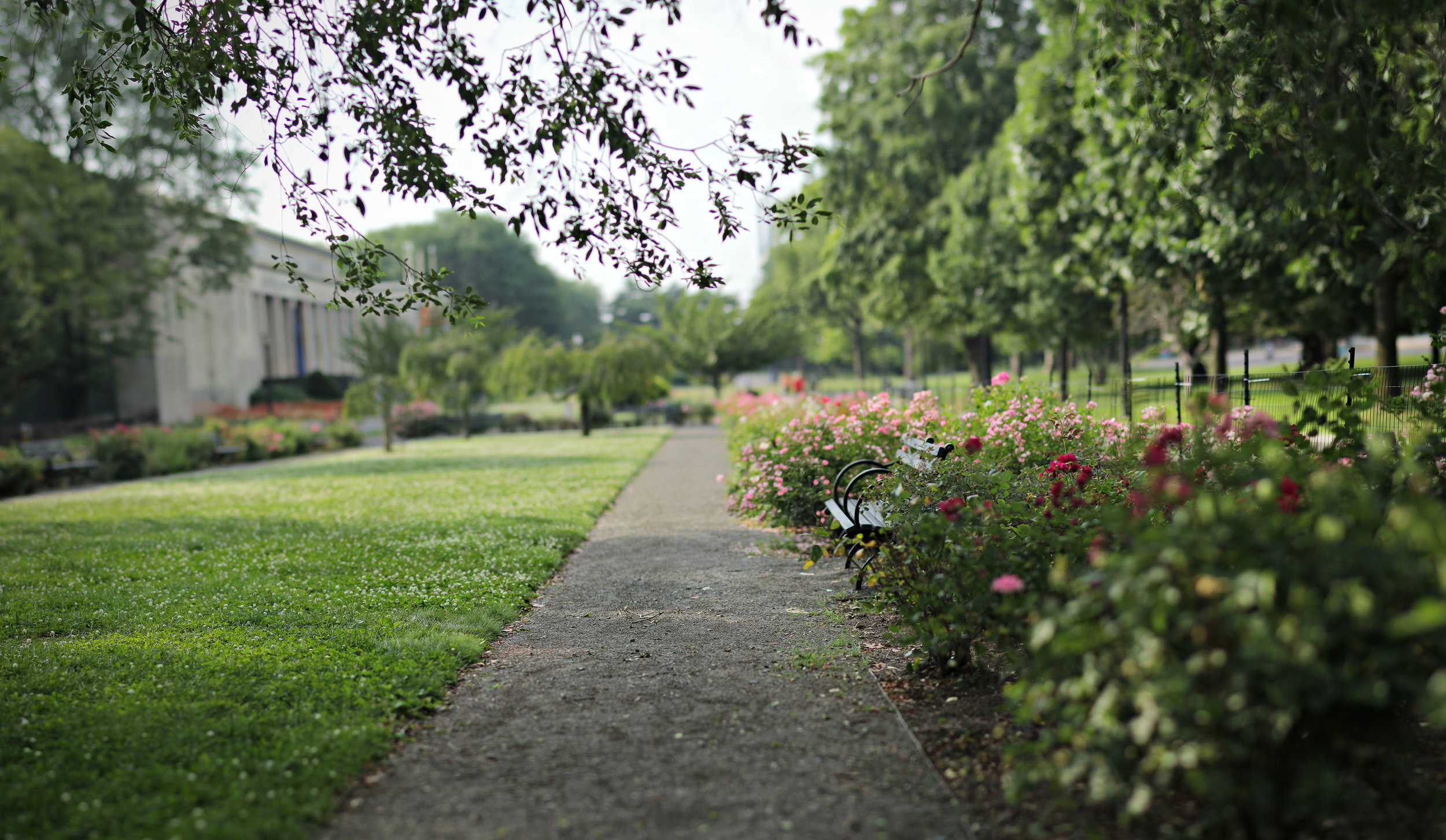 8 - In David's Garden 1.jpg