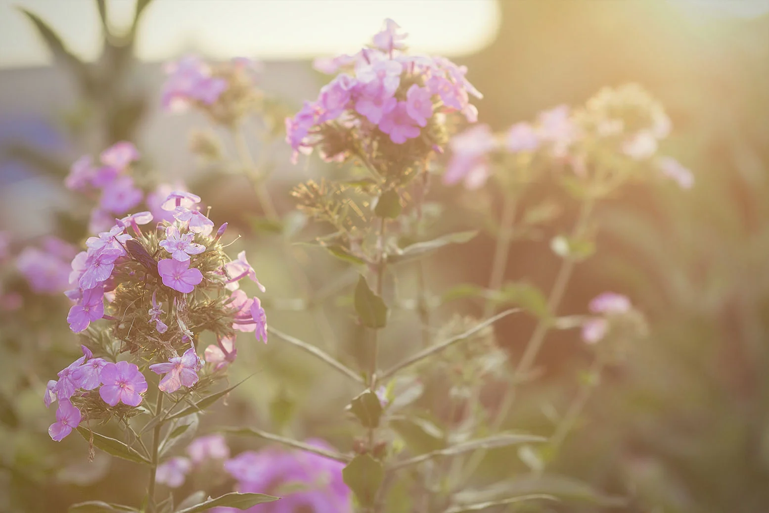 IMG_0449 as Smart Object-1.jpg