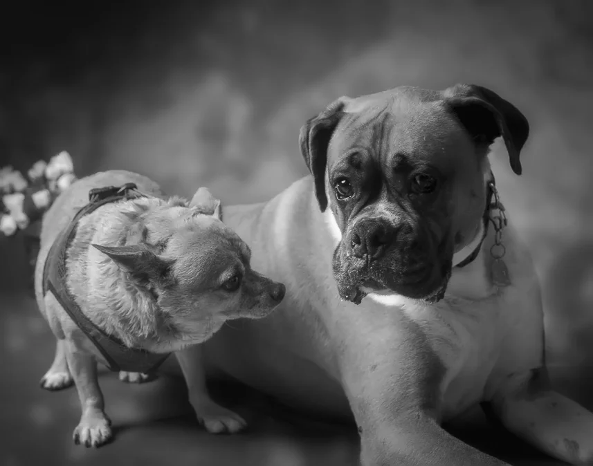 3. Connie-Dexter&Bonito-0280bw.jpg