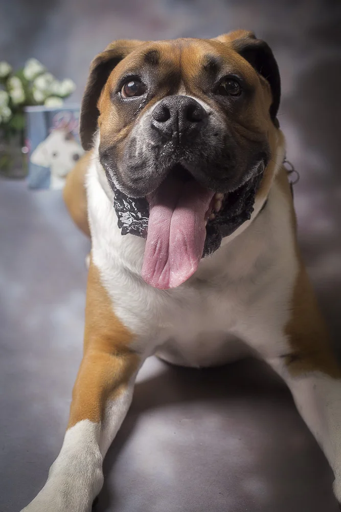 3. Connie-Dexter&Bonito-0233.jpg