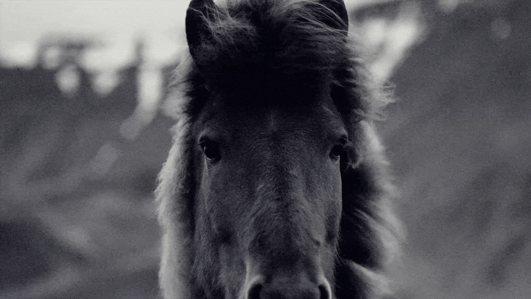 17 XXX horse staring_2.gif