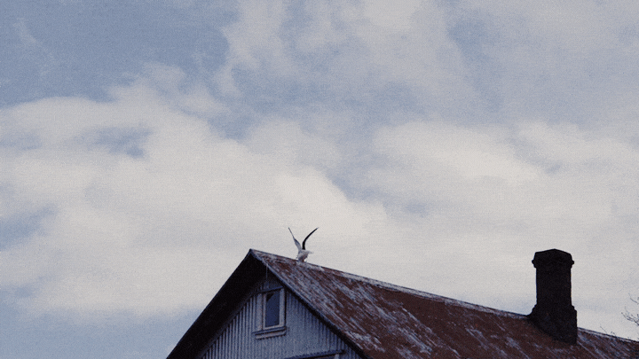 55 birds FG BGwideGIF_v4.gif