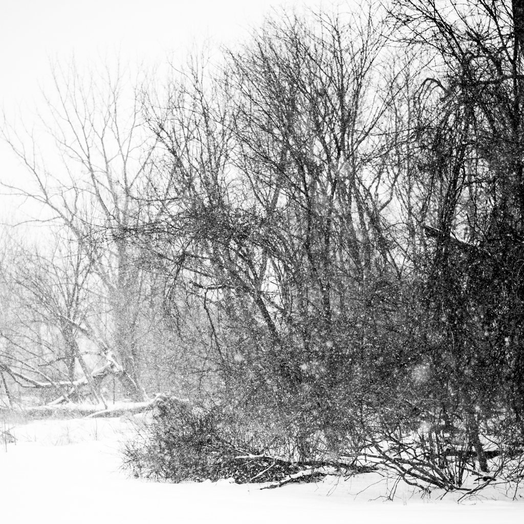 Snow falling on leafless trees and bushes in a winter landscape.