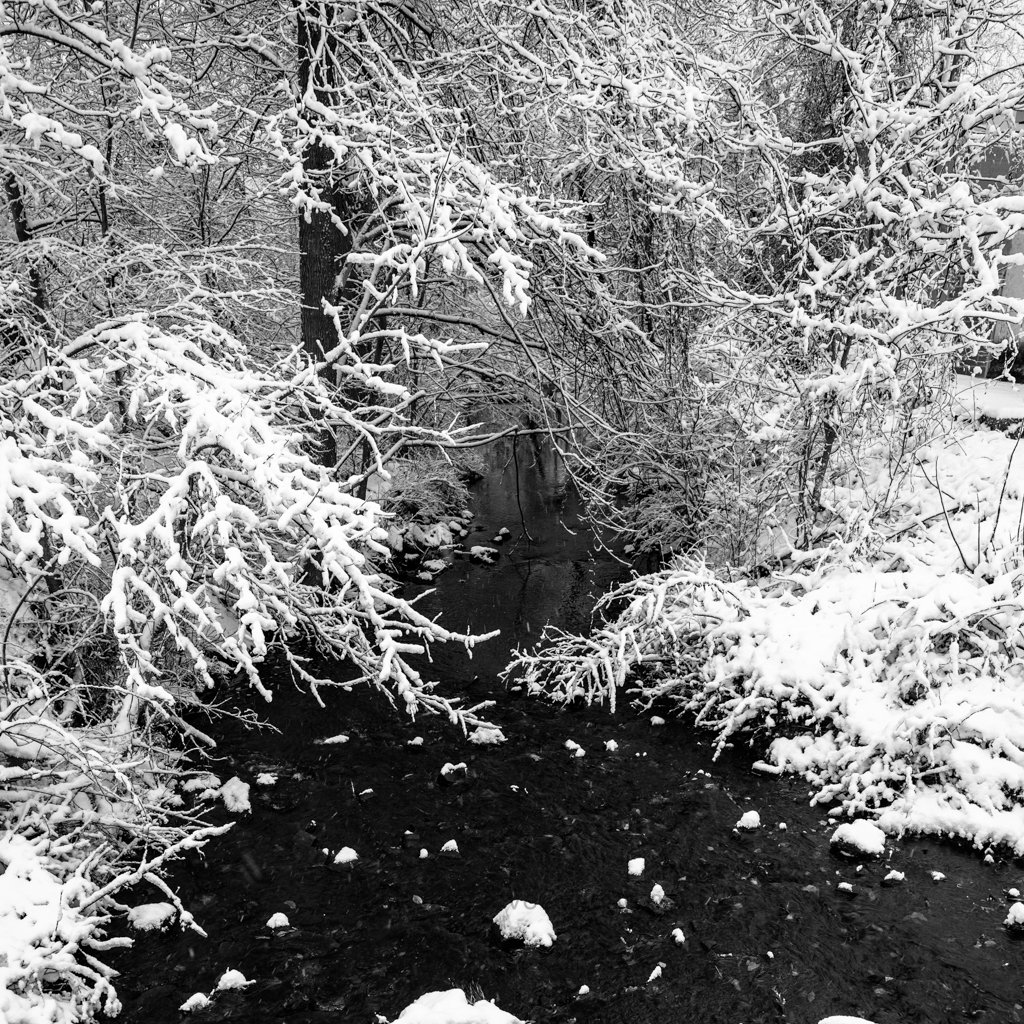 Snow-covered trees and branches over a creek in a winter landscape.