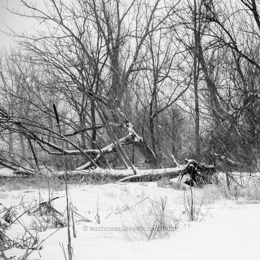 Snow-covered forest with fallen and leaning barren trees in a winter landscape.