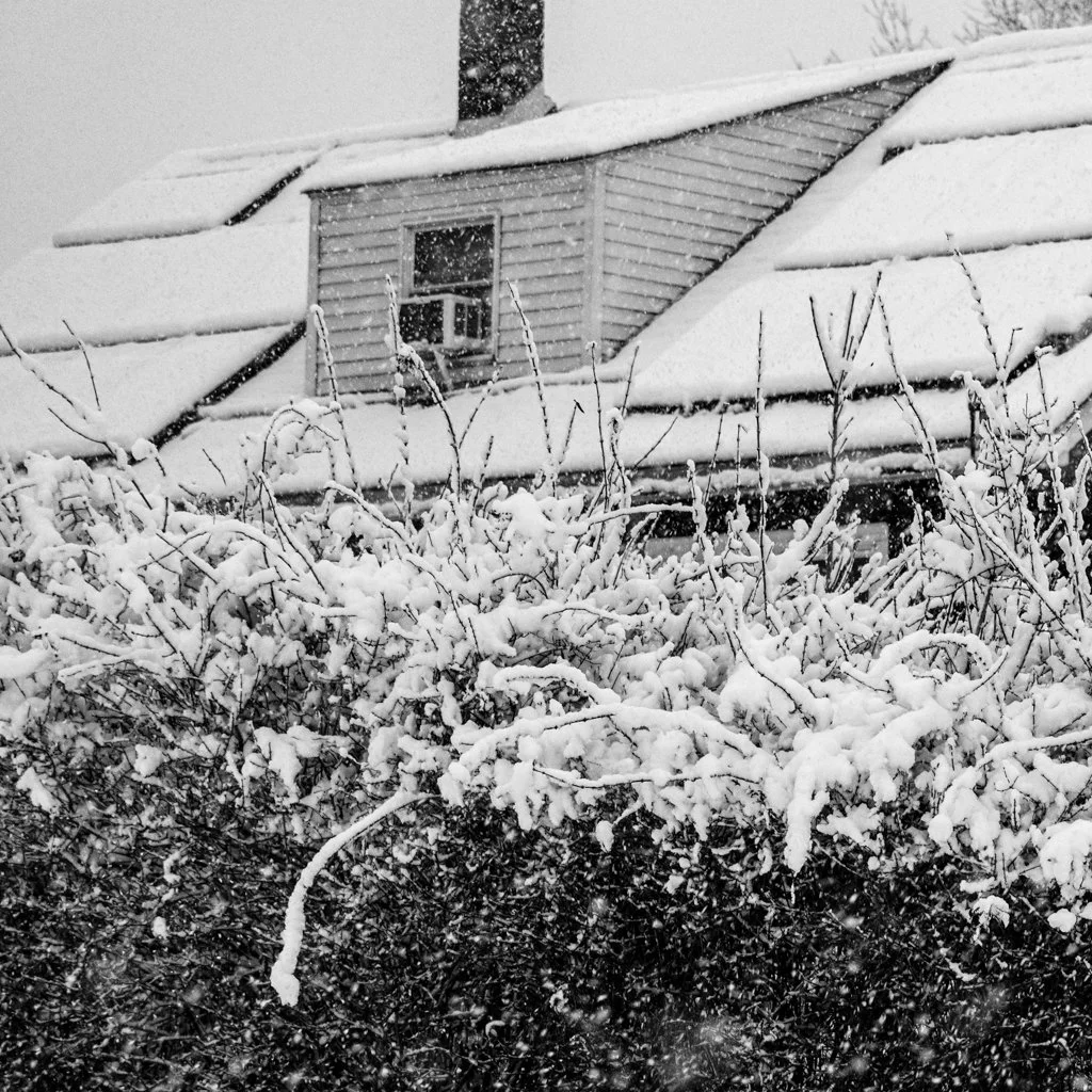 Snow-covered house and bushes during a snowfall.