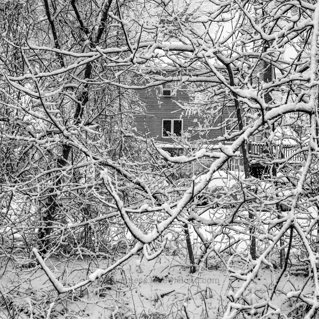 Snow-covered tree branches in front of a house during winter.