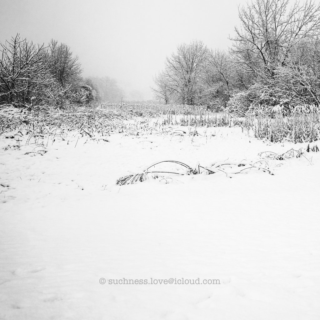 Snow-covered field with leafless trees in the background and overcast sky.