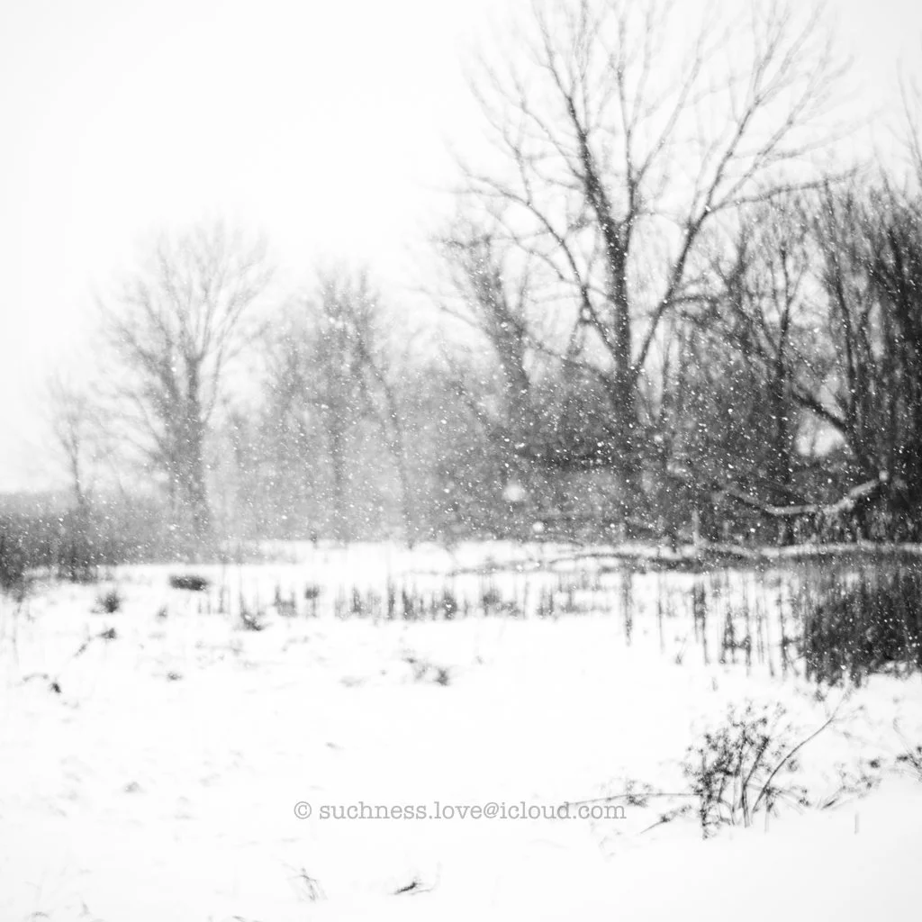 Snow falling over a winter landscape with leafless trees and a snow-covered field.