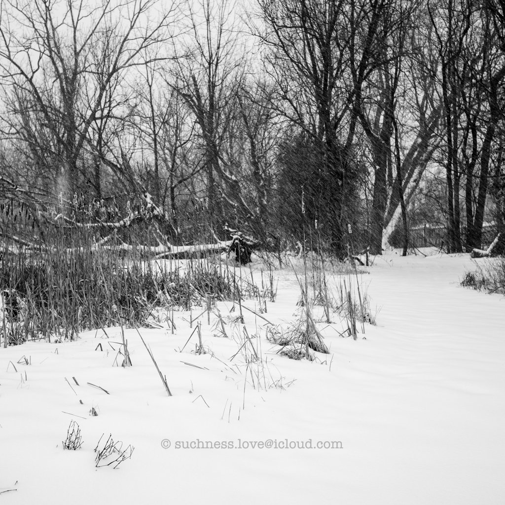 A black and white photograph of a winter scene featuring snow-covered ground, leafless trees, and dried plants near a frozen body of water.
