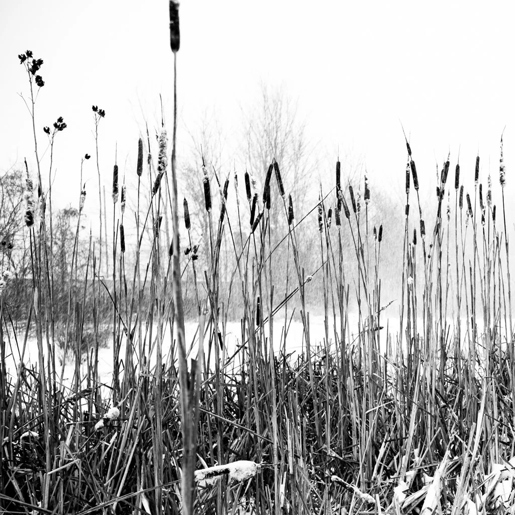 Tall dry grasses and cattails in a winter landscape, with snow on the ground and leafless trees in the background, captured in black and white.