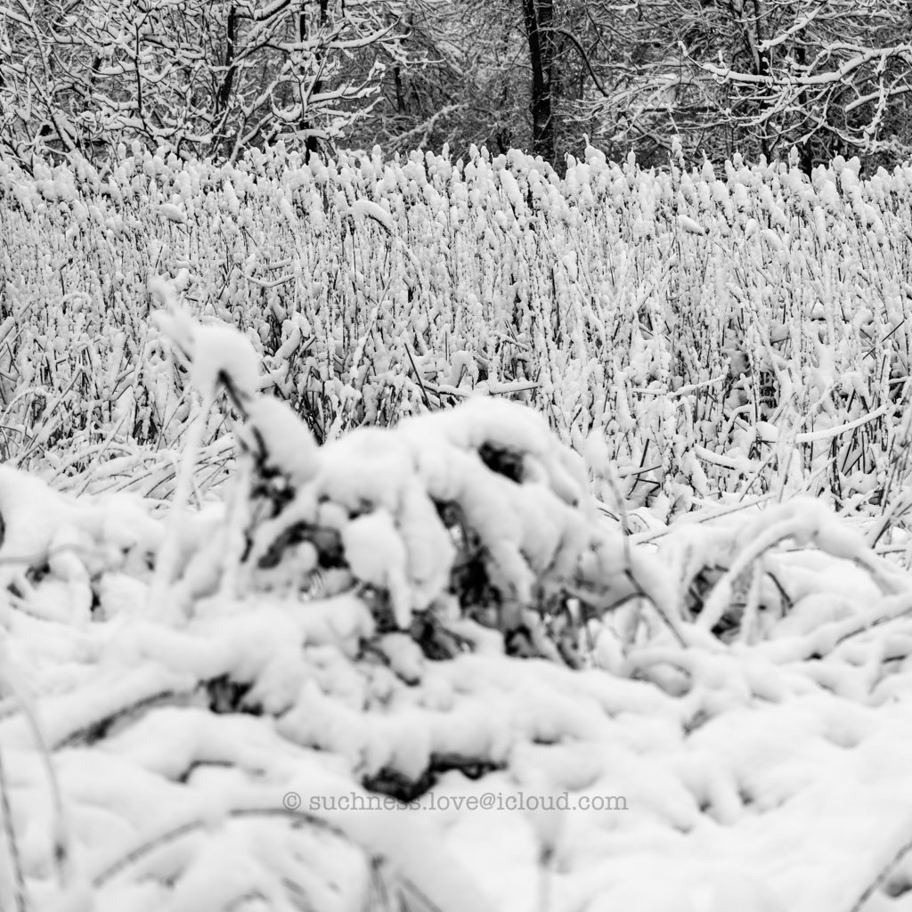 Snow-covered field with dried plants and snow-laden trees in the background.