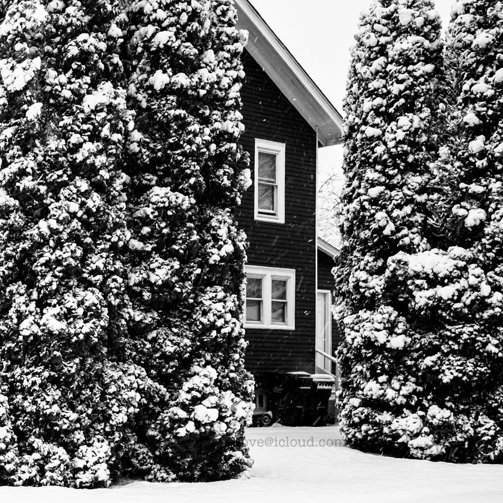 Snow-covered trees flanking a dark house with white window frames.