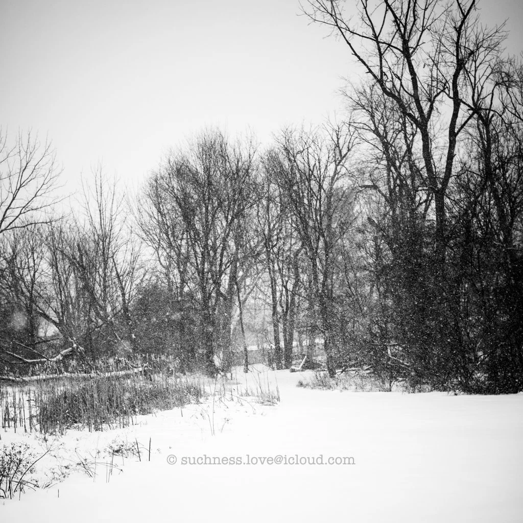Snow-covered landscape with leafless trees and falling snow on a cloudy day.