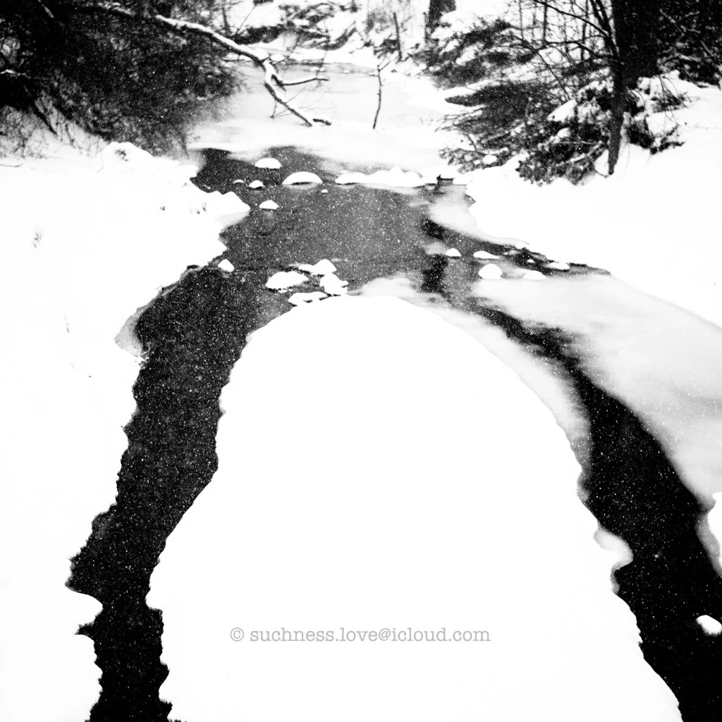 Snow-covered forest with a partially frozen stream running through it.