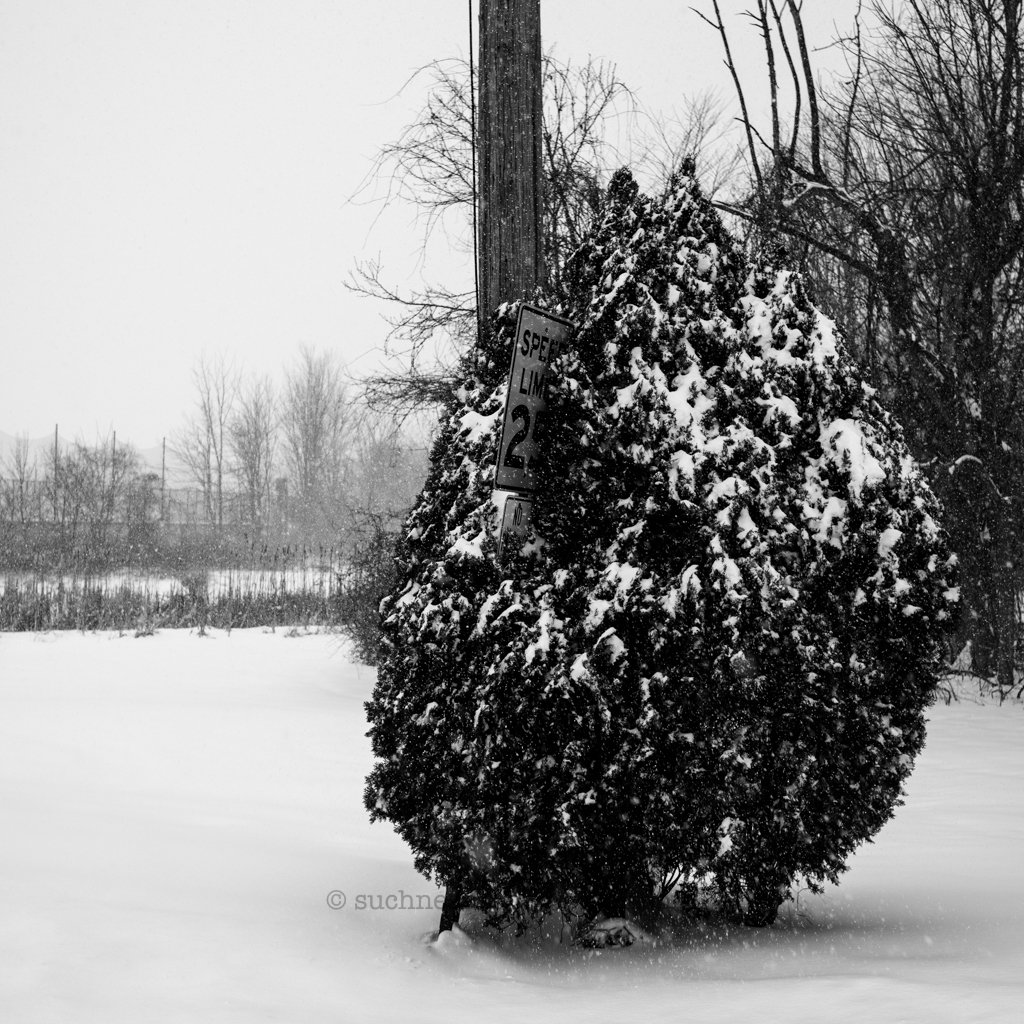 A snow-covered bush with a traffic sign attached to a wooden utility pole, surrounded by snow and bare trees in the background.