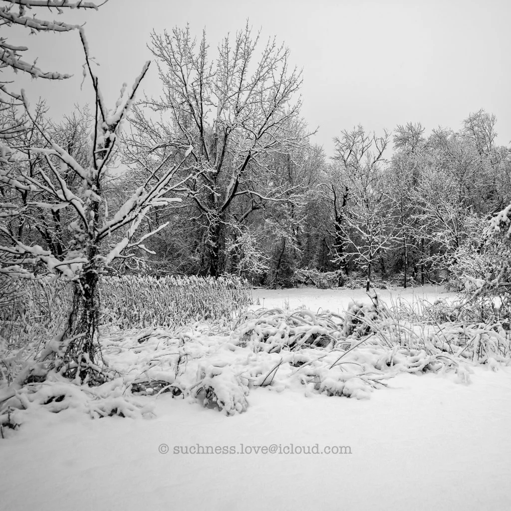Snow-covered trees and bushes in a winter landscape with no leaves, under a gray sky.
