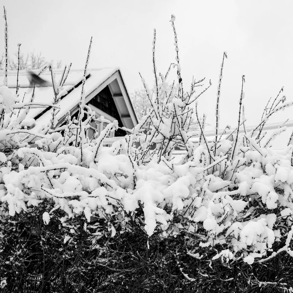 Snow-covered bushes in front of a house with a steep roof during winter.