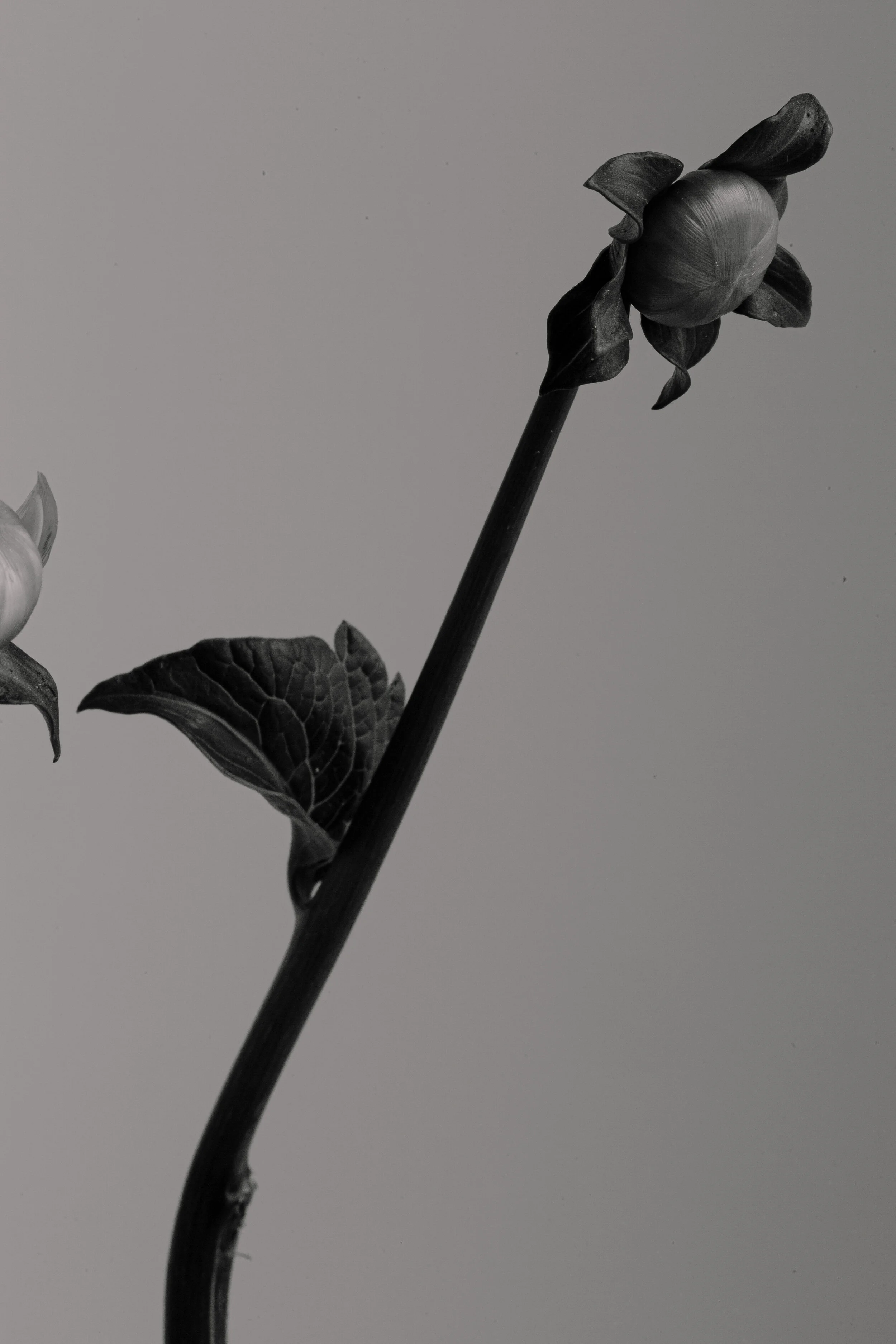 Quarantine_FLowers_byAnastasiaEgo-44.JPG