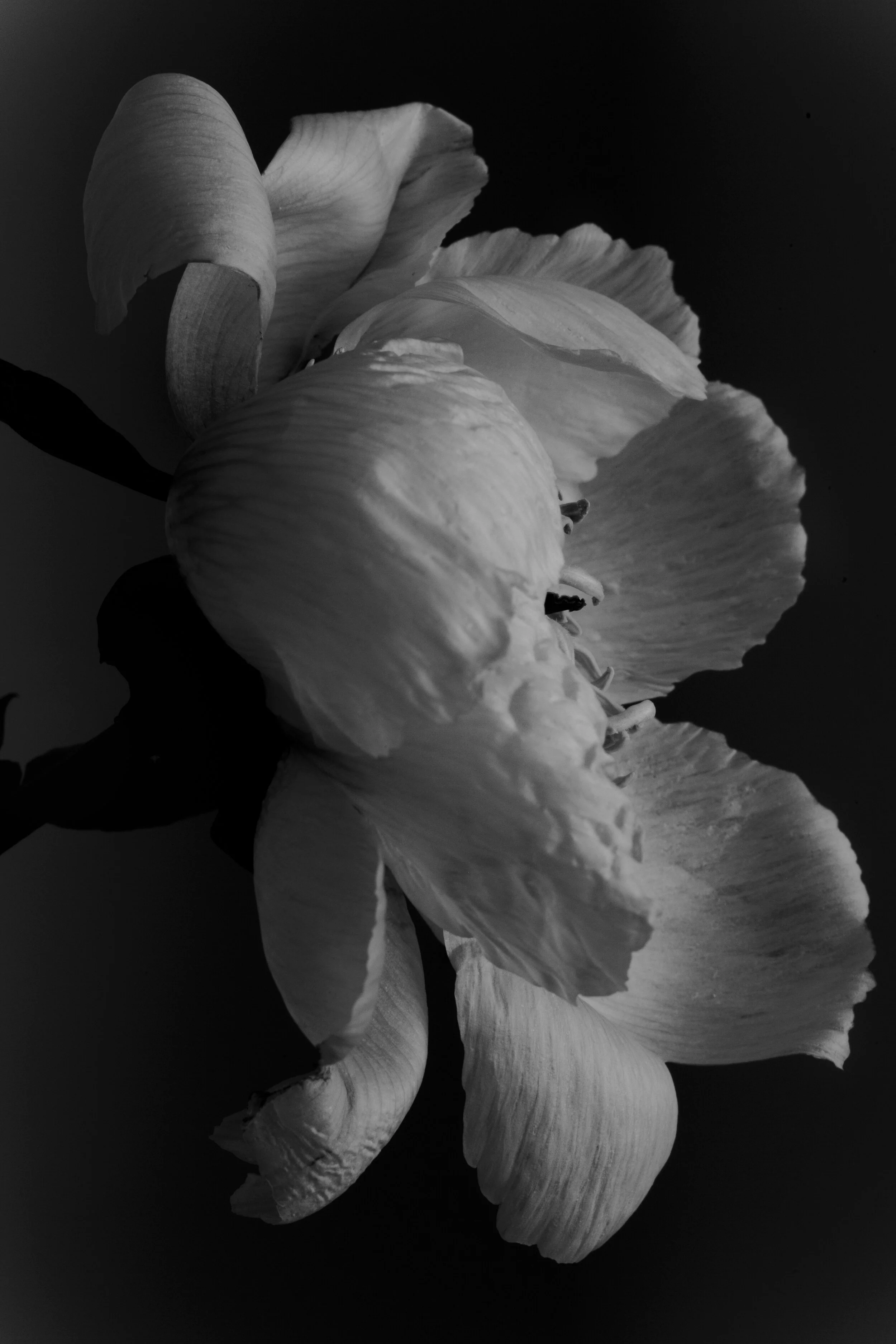 Peonies-AnastasiaEgo-1.jpg